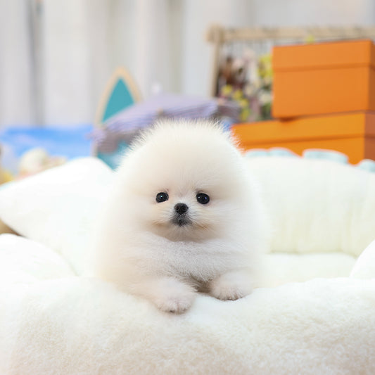 Pomeranian - Dubu (Female)