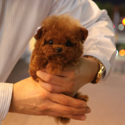 Poodle - Kinny (Female) $5700