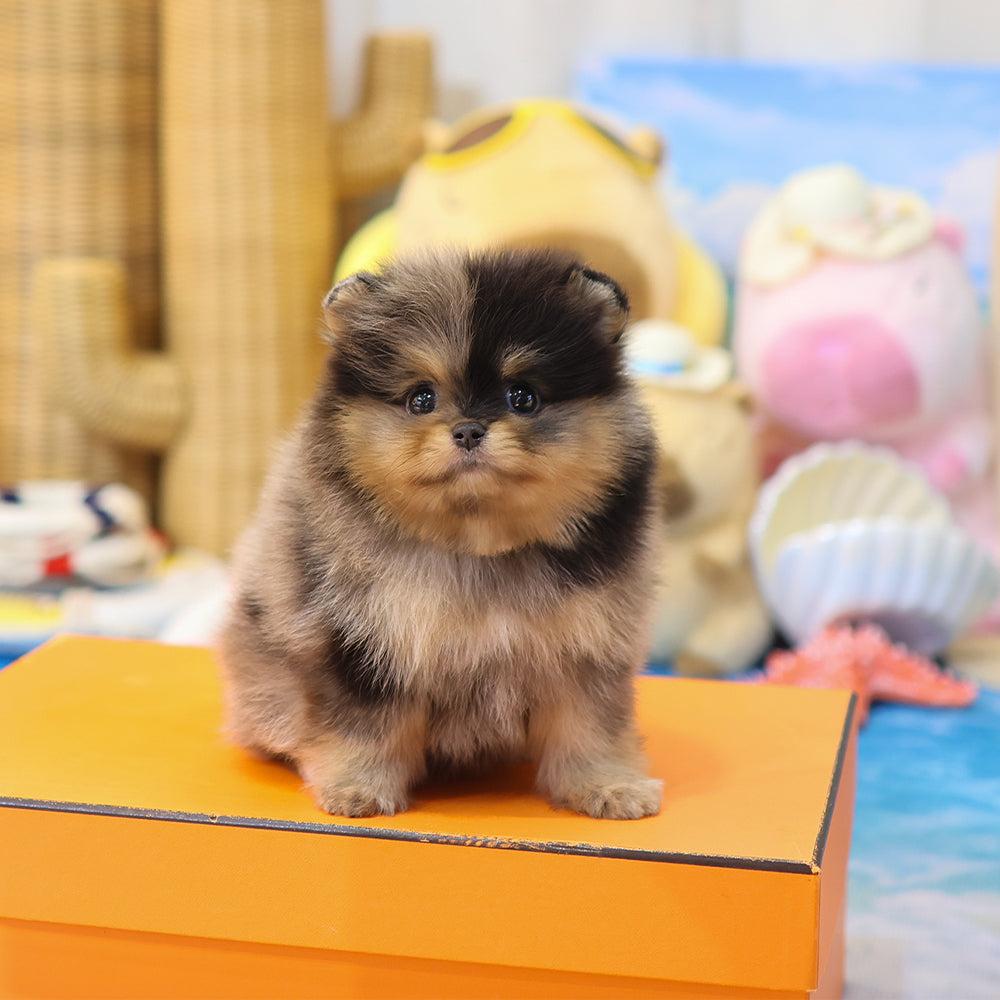Pomeranian - Cookie (Female) $2800