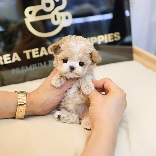Maltipoo - Darong (Female) $3500