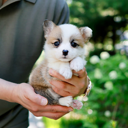Welsh Corgi - Bachip (Female)
