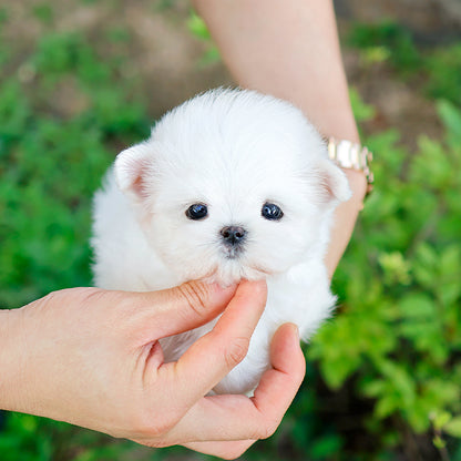 Maltese - Aeni (Female)