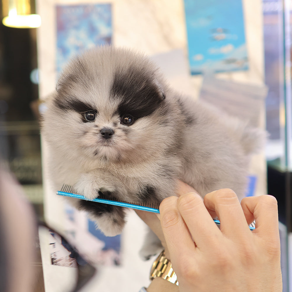 Pomeranian - Chiyo (Male) $3000