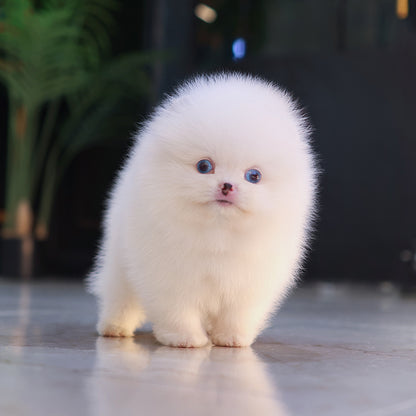 Pomeranian - Reon (Male) $4200