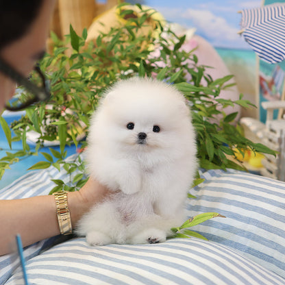 Pomeranian - Sagwa (Male) $3000
