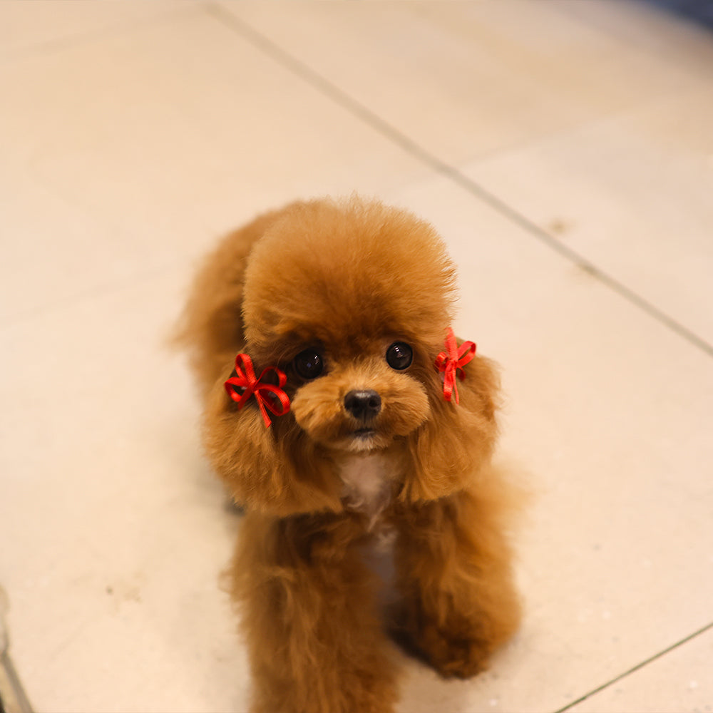 poodle - Darong (Male) $3400