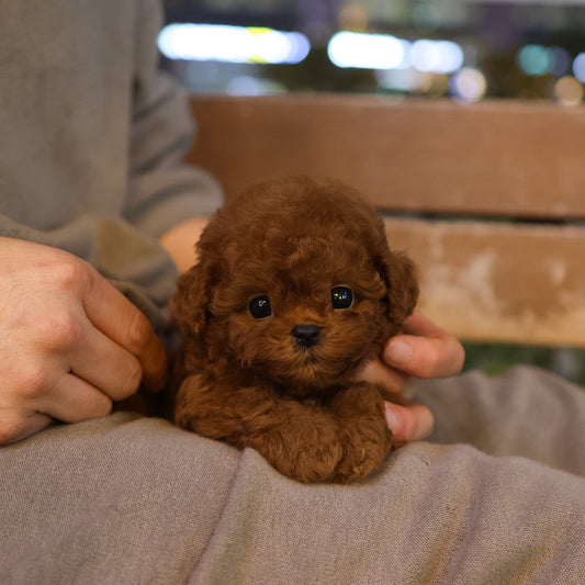 Poodle - Rona (Male) $4800