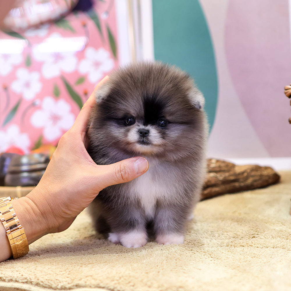 Pomeranian - Risa (Female) $3000