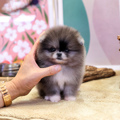 Pomeranian - Risa (Female) $3000