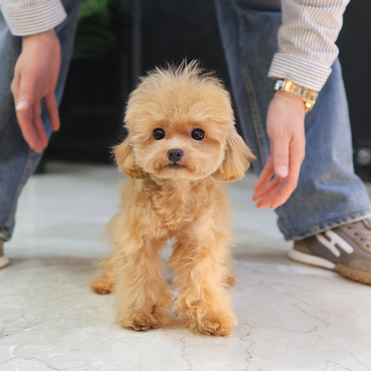 Poodle - Susu (Male) $2000