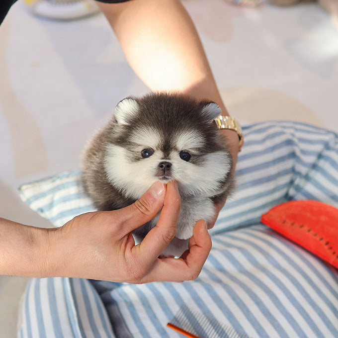 Pomsky - Popo (Male)