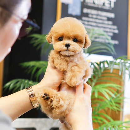 Poodle - Popo (Female)