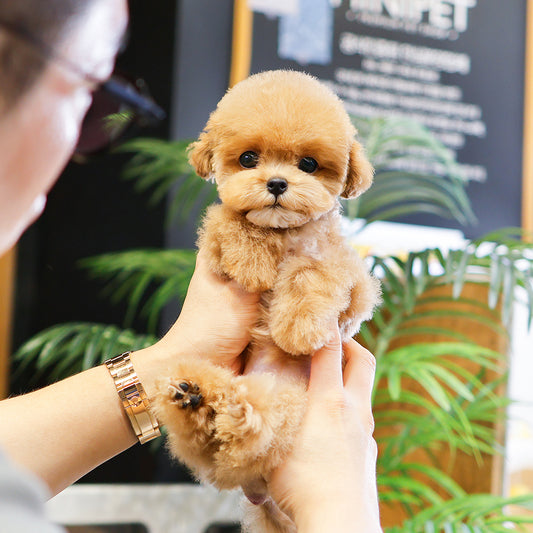 Poodle - Popo (Female)