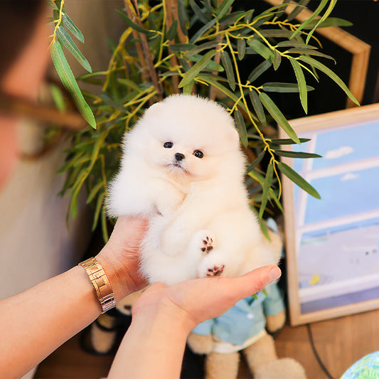 Pomeranian - Mumu (Male)