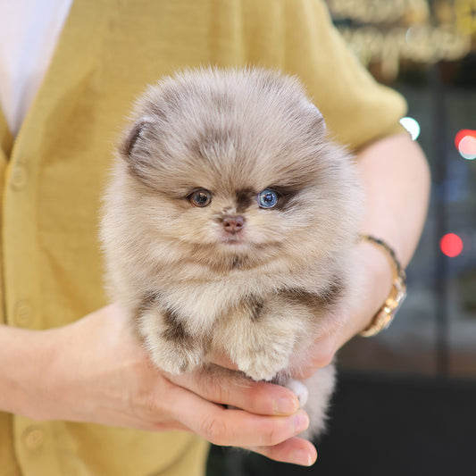 Pomeranian- Puki (Male) $5300