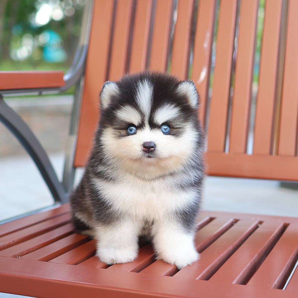 Pomsky - mio (Female) $5200