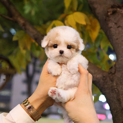 Maltipoo - Koko (Male) $2800