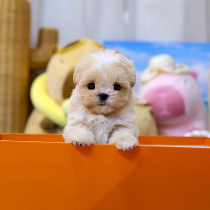 Maltipoo - Bou (Female) $4300