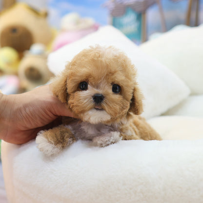 Poodle - Ajji (Female) $4200