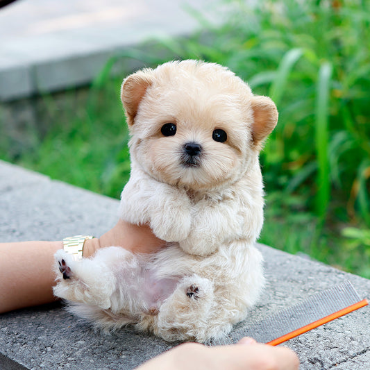 Maltipoo - Kuma (Female) $2400