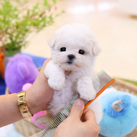 Bichonfrise - Nabi (Female)