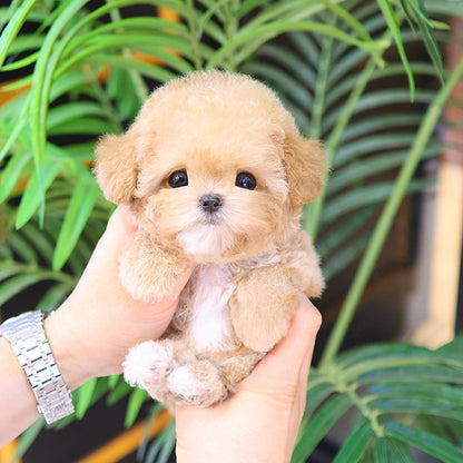 Poodle - Aengdoo (Female)
