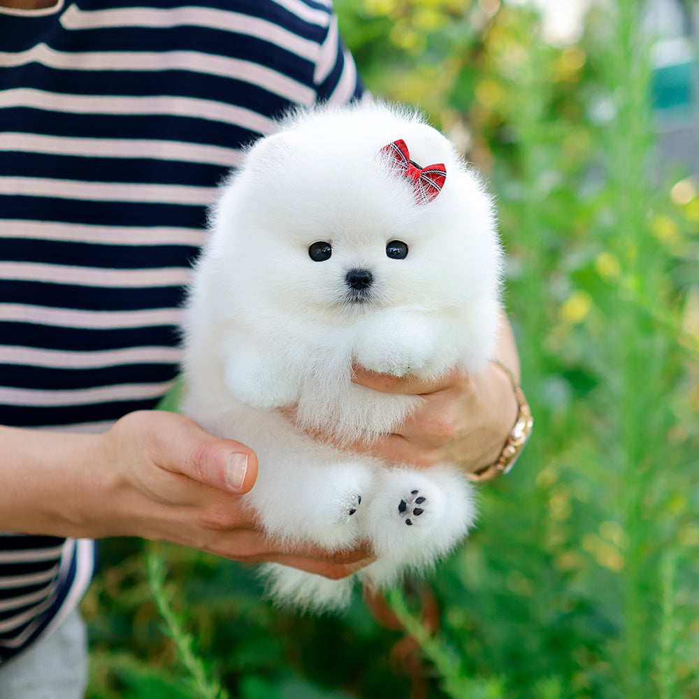 Pomeranian - Tori (Female) $2400