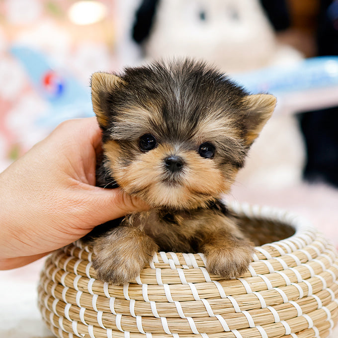 Yorkshire Terrier - Gahi (Female)