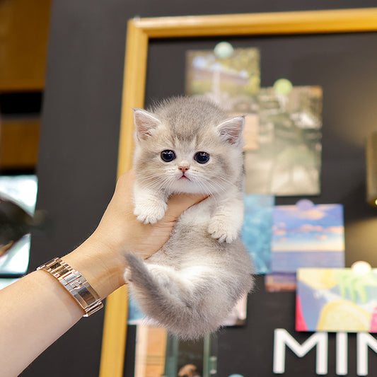 Munchkin - Rusi (Male)