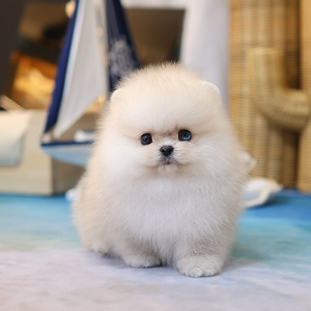 Pomeranian - Kkucha (Male) $4500