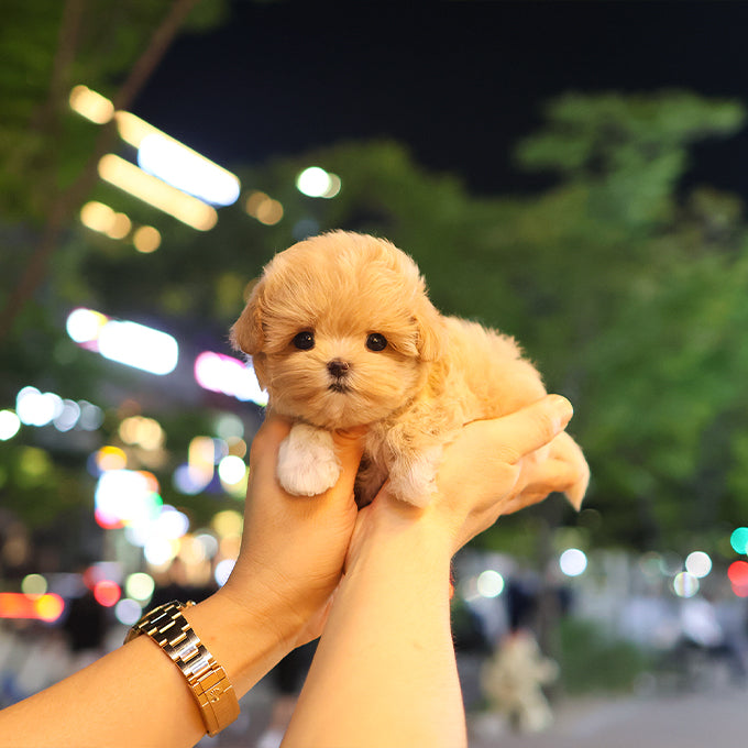 Maltipoo - Allok (Female) $2300