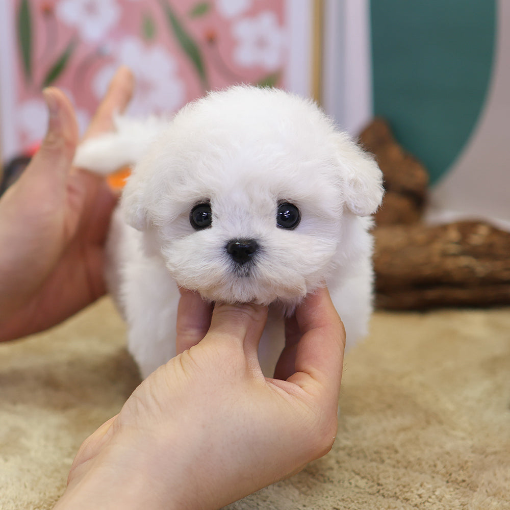 Bichon Frise - Miyo (Female) $4000
