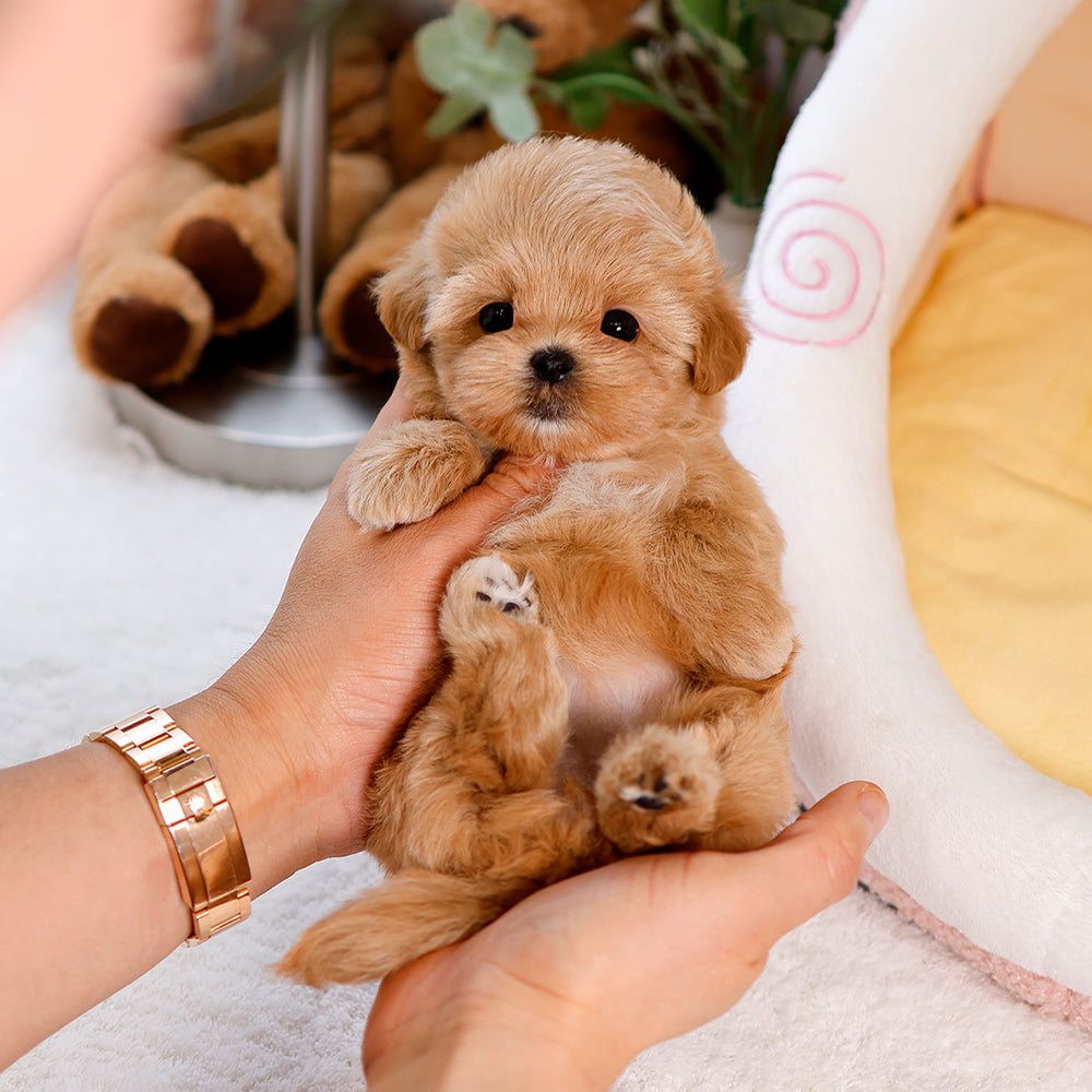 Maltipoo - Saida (Female) $2300