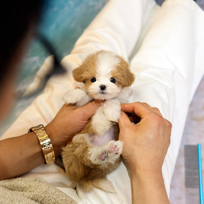 Maltipoo - Wapeul (Female) $4400