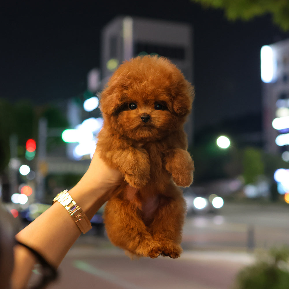 Poodle - Meongmul (Male) $4200