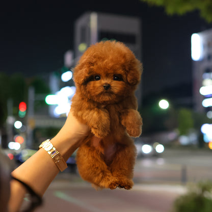 Poodle - Meongmul (Male) $4200