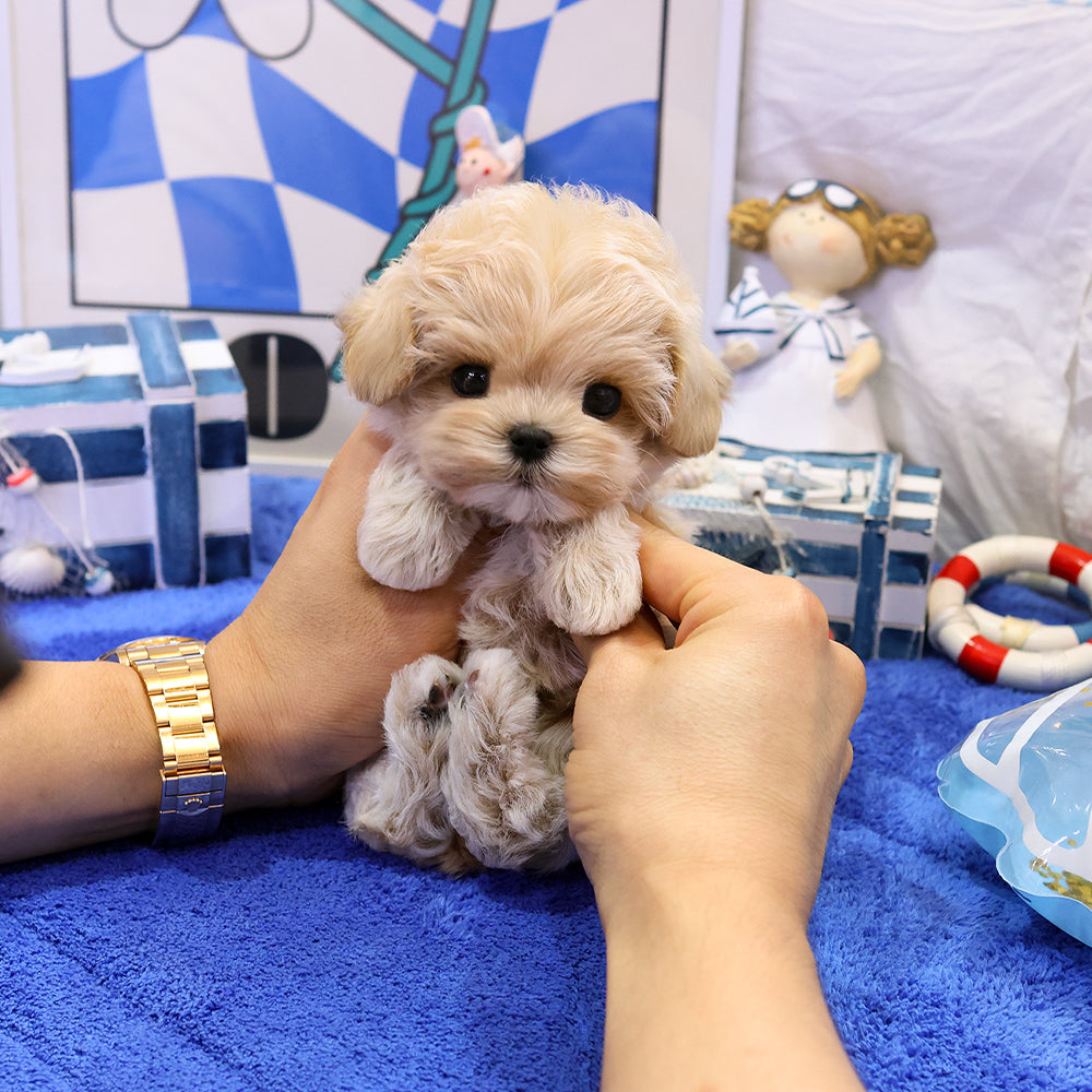 Maltipoo - Merong (Female) $3200