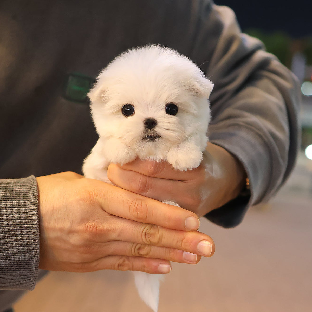 Maltese - Seoul (Female) $3000