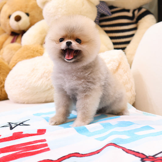 Pomeranian - Dao (Male)