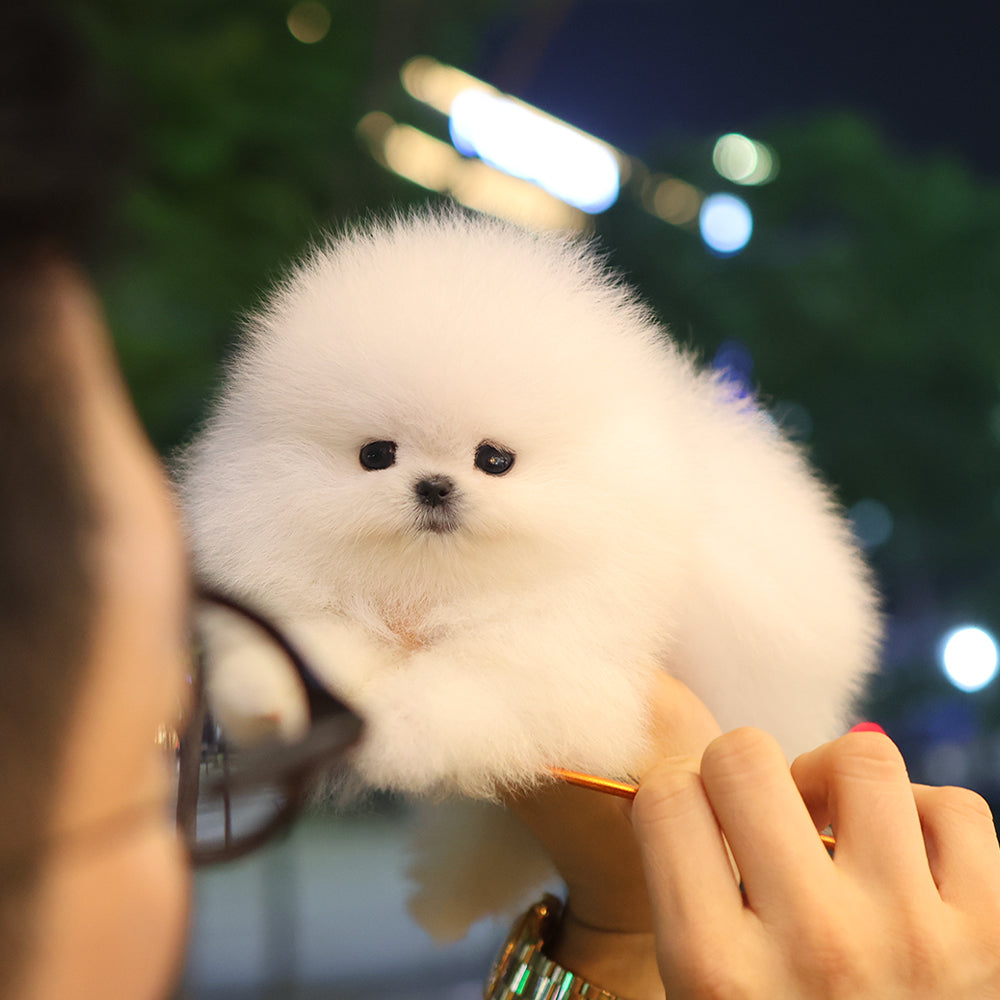 Pomeranian - Yuyu (Female) $5200