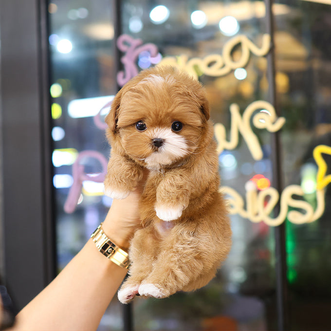Maltipoo - Camel (Male) $3200