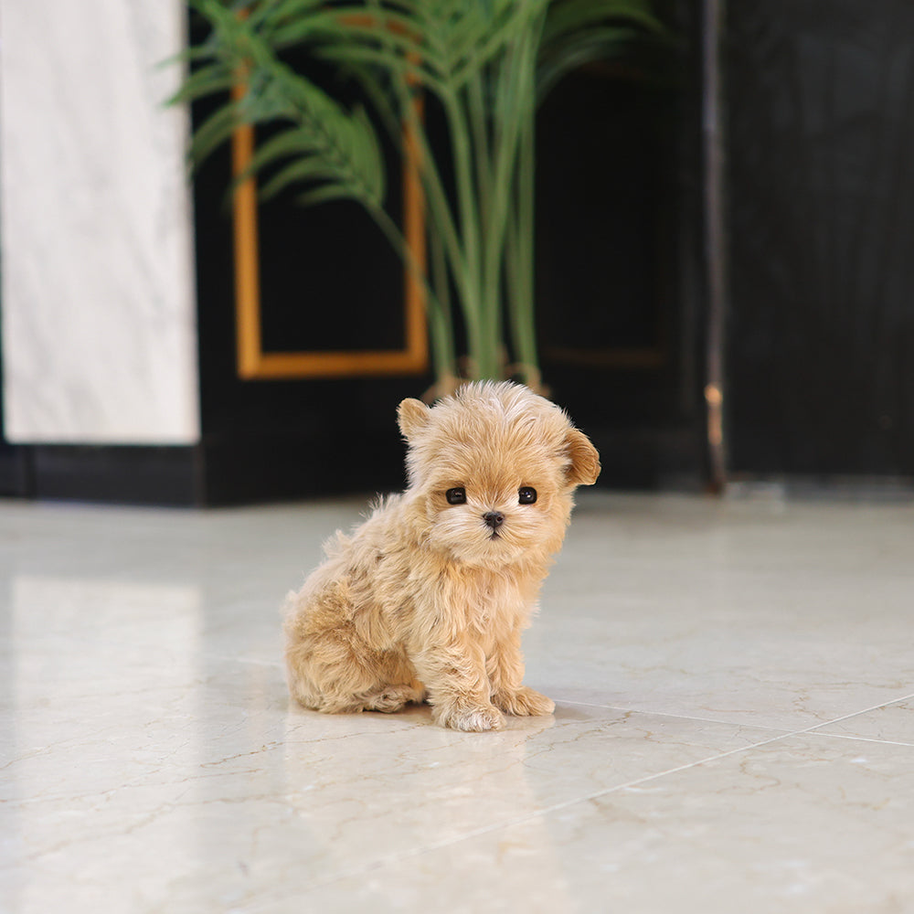 Maltipoo - Luna (Female) $5200