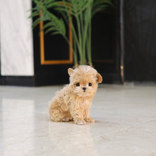Maltipoo - Luna (Female) $5200