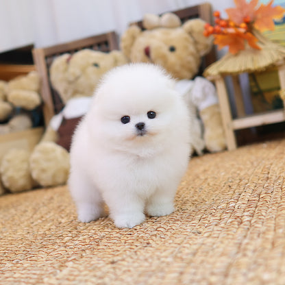 Pomeranian - Moelle ( Female) $5200