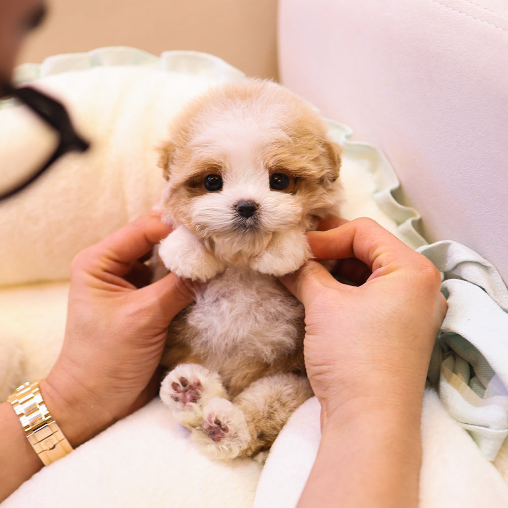 Maltipoo - Beobeul (Male) $5500