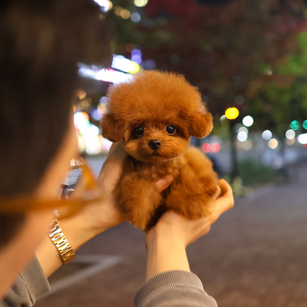 Poodle - Peanut (Female) $3600