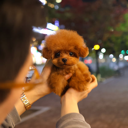 Poodle - Peanut (Female) $3600