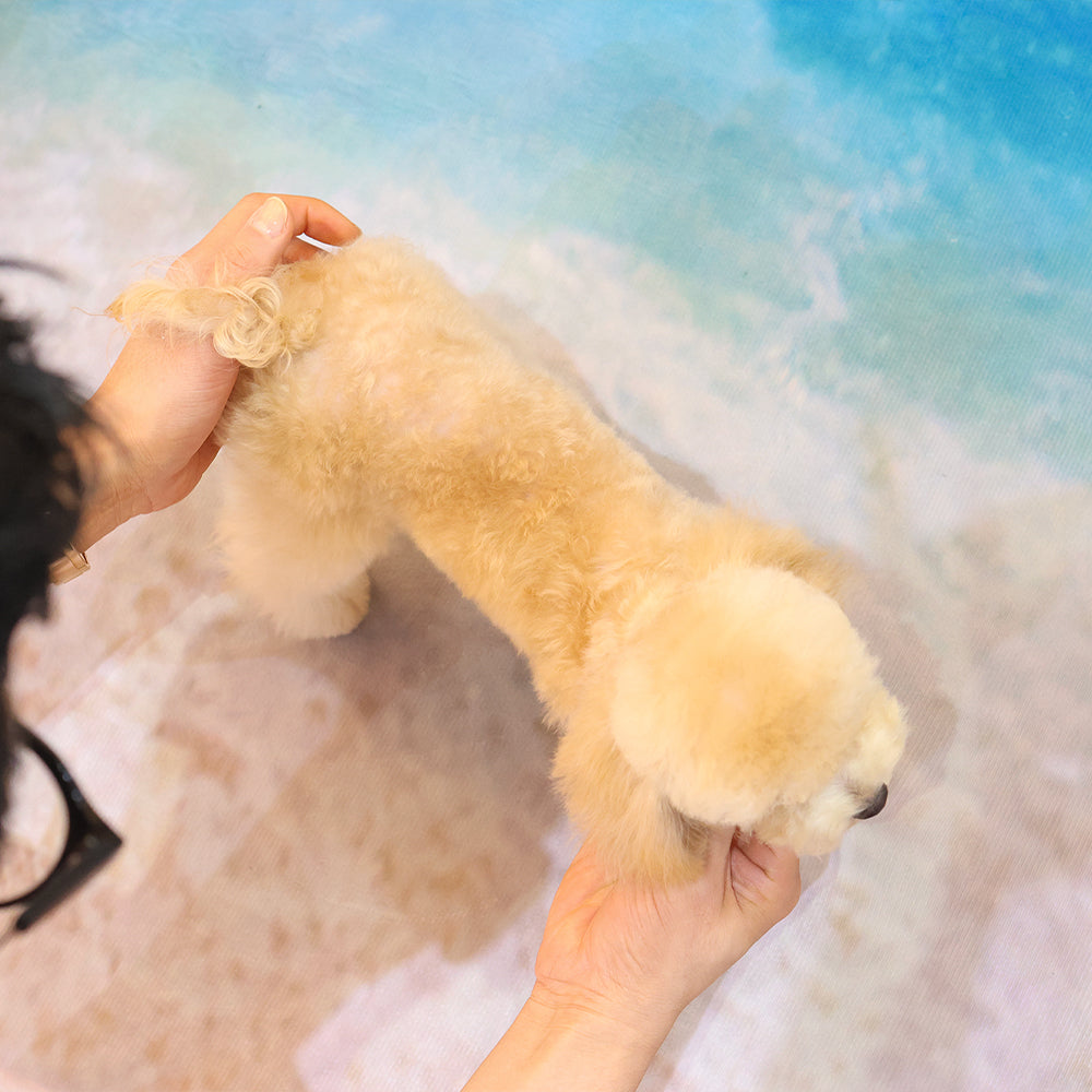 Poodle - Bomi (Female) $4000