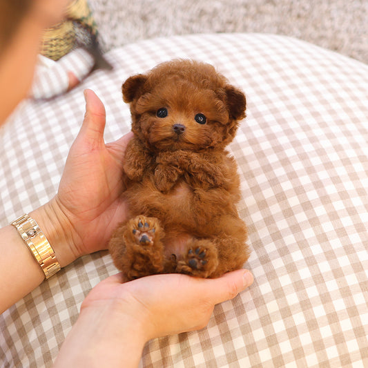 Poodle - Kkuram (Female) $4000