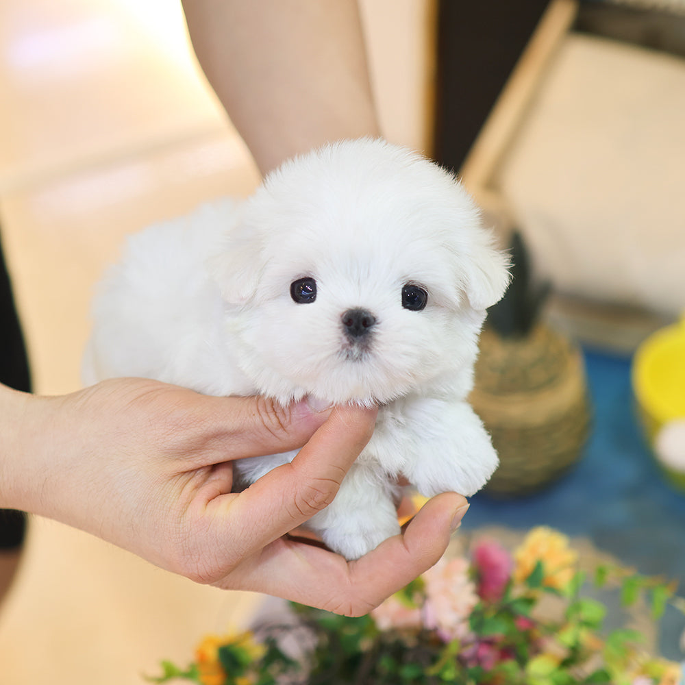 Maltese - Manggu (Female) $3700